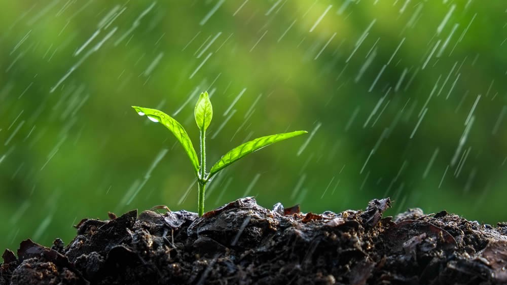lluvia-cayendo-en-plantin