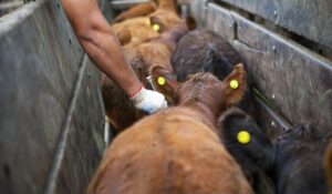 20250303133030_img-20220916-wa0070