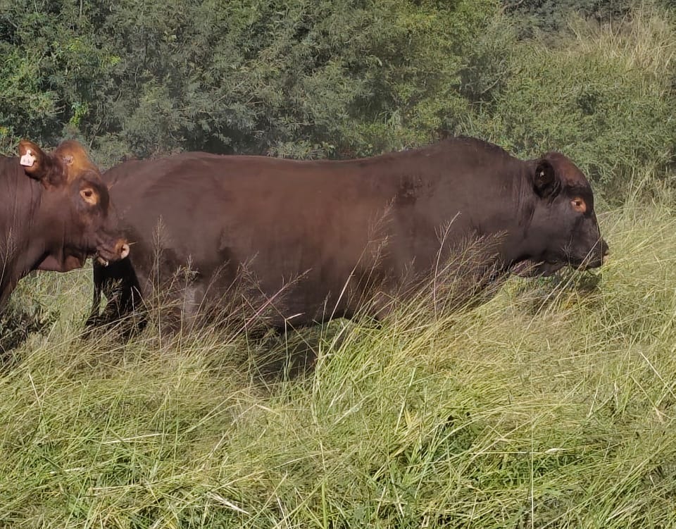 WhatsApp Image 2025-06-27 at 15.56.07