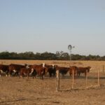 El campo mantiene confianza cautelosa