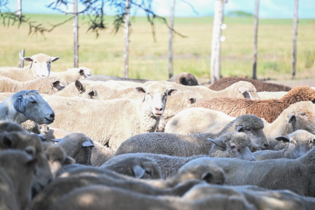 250618081327_original