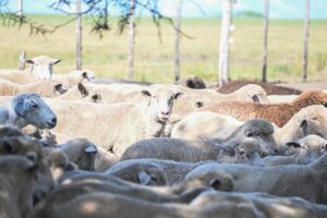 250618081327_original