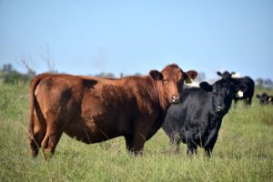 250703082355_original