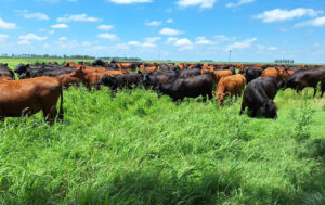 Rodeo-novillos-pasto-540