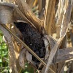 Alertan por el hongo maicero