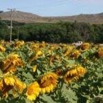Molienda histórica de girasol