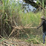 Salto tecnológico incursiona el agro de Honduras