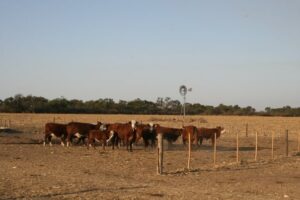 Lote Amargo