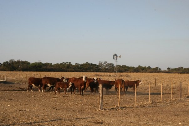 Lote Amargo