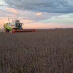 Probada nutrición estratégica en soja