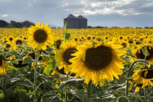 Girasol