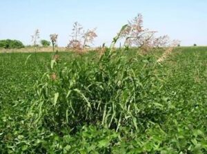 sorgo alepo